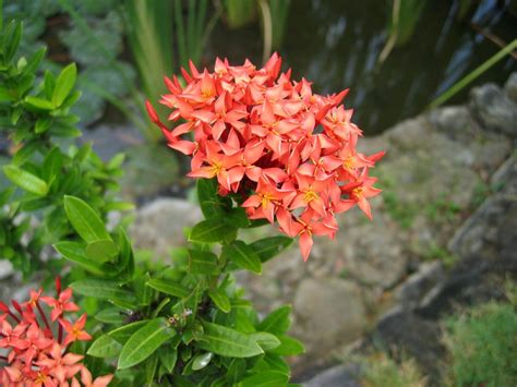 We did not find results for: Philippine Trees and Garden Flowers | Plants, Planting ...