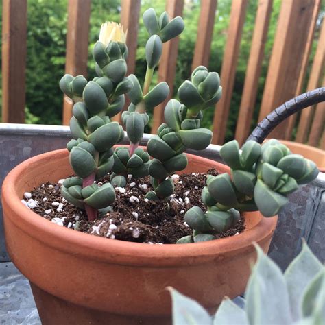 See more ideas about planting succulents, plants, succulents. Help care for this overgrown Split Rock? : succulents