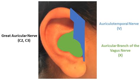 Auricular Anatomy Anatomical Charts And Posters