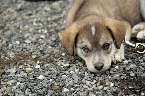Sad Puppy Stock Image Image Of Animal Small Nose Puppy 2486079