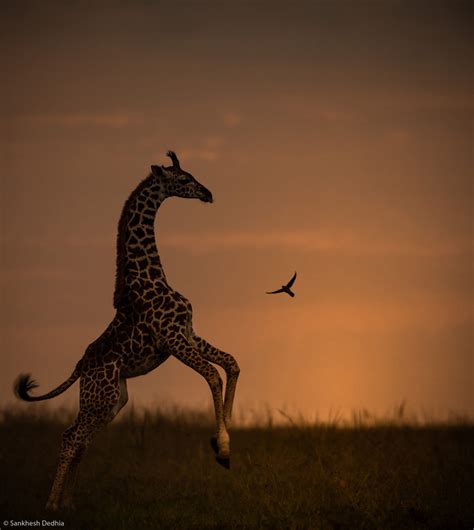Sankhesh Dedhia Giraffe Sunset Maasai Mara Nr Kenya Africa Geographic