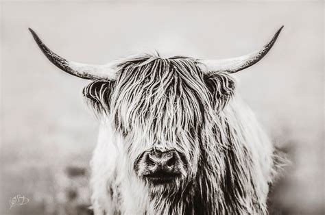 Hairy Highlander Highlander Cow Print Cow Art Bw Scottish Etsy
