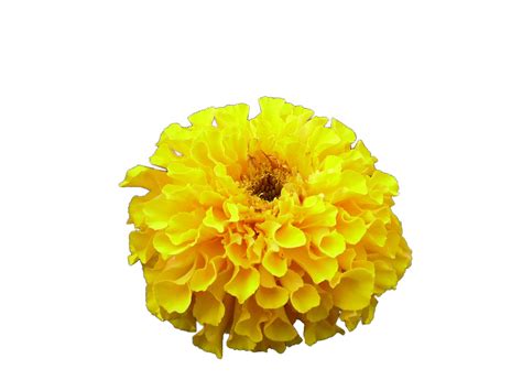 Download Cut Portable Graphics Artificial Blog Chrysanthemum Naver Hq