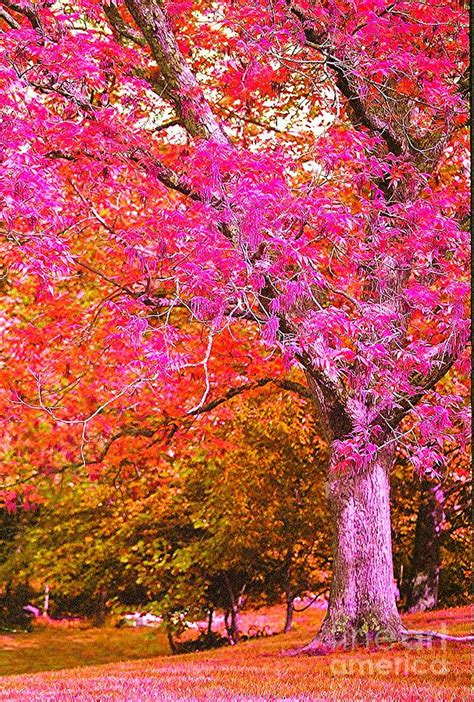 Fuschia Tree Photograph By Nadine Rippelmeyer Fine Art America