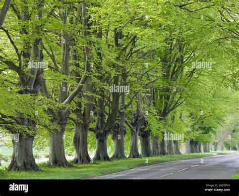 Mature Beech Trees Fagus Sylvatica Beside A Road This Famous Avenue