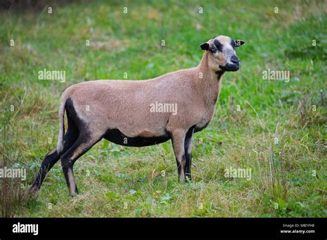 Cameroon Sheep Ewe Domesticated Breed Of Sheep From West Africa In