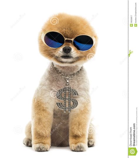 Pomeranian Dog Sitting Wearing Dollar Necklace And Blue