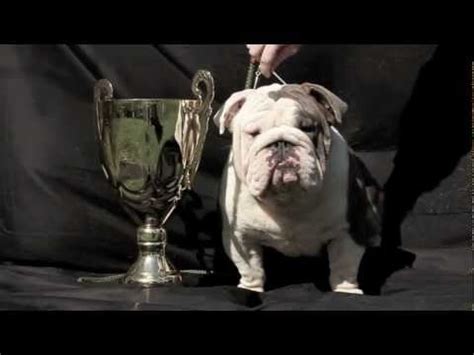 Blue, and black with rust/mahogany/tan trim. BLUE ENGLISH BULLDOG CHAMPION, BLUE BULLDOGS - YouTube