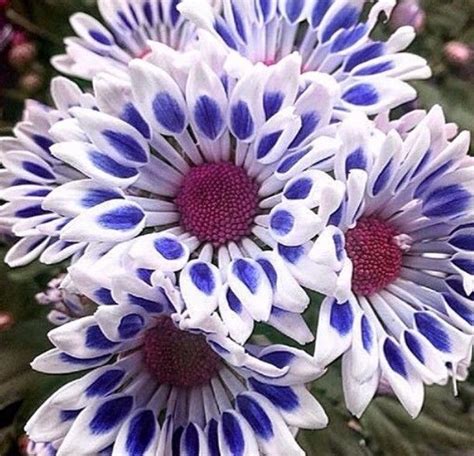 See more ideas about white mums, chrysanthemum, flowers. Blue White Mum Chrysanthemum Seeds 400+ Seeds (1/2 ounce ...