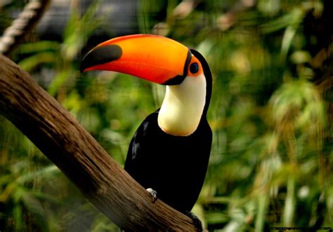 Tropical Rainforest Animals Amazing Wallpapers