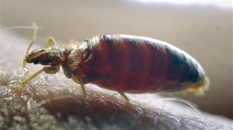 Heat treatment involves raising the temperature to over 140 degrees f. Bed Bug Removal - Zedzug Pest Control Canada