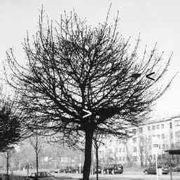 Rewe kulenkampffallee 184 in bremen. Vogelnester in der Großstadt Bremen, Alltag in Bremen # 019-02