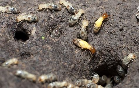 Formosan Termite Identification A Guide To Formosan Termite Control
