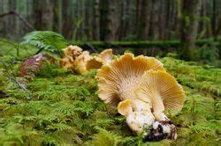 Maybe you would like to learn more about one of these? Wild Mushrooms In Washington State - All Mushroom Info