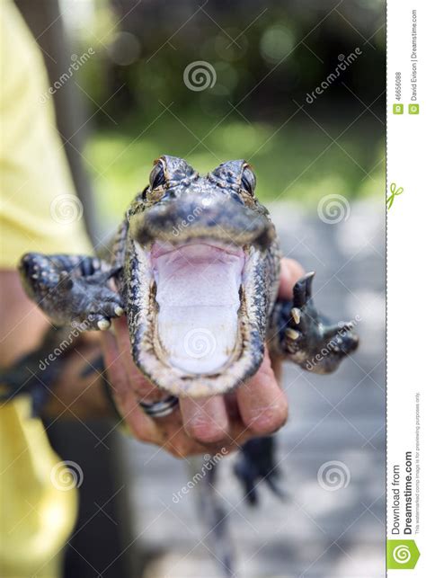 Cute Baby Alligator Stock Photo Image Of Held