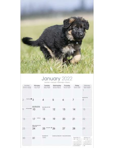 Kalender 2022 Germand Shepherd Online Kopen