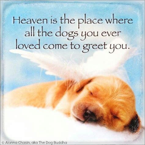Dogs In Heaven Quotes Quotesgram