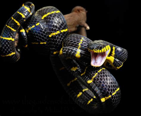 Snake cat is an anagram for eat snack. Mangrove Snake Facts and Pictures