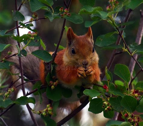 Squirrel Eating Berries On A Tree Stock Photo Image Of Shadberry