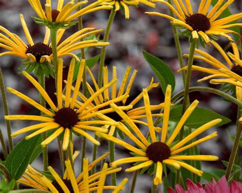 Its medium texture blends into the garden, but can always be balanced by a couple of finer or coarser plants for an effective composition. Rudbeckia Henry Eilers -- Bluestone Perennials