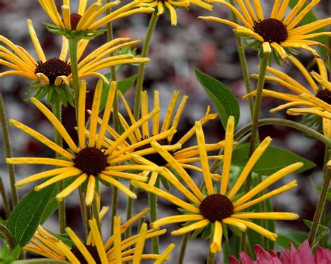 How tall does rudbeckia subtomentosa get in missouri? Rudbeckia Henry Eilers -- Bluestone Perennials