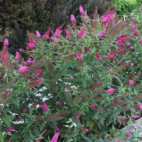 Proven Winners® Shrub Plants|Buddleia - Miss Molly' Butterfly Bush - Proven Winners Direct