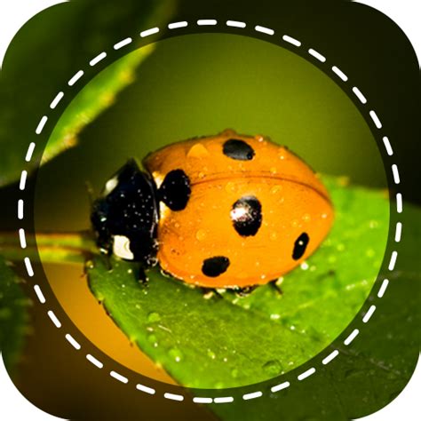 Jan 26, 2021 · mushroom identification has not been so easy since this application was created, and it is that thanks to the use of artificial intelligence algorithms we can have a very complete search and identification engine. Insect identifier App by Photo, Camera 2020 3.0.3 (Arm8 ...