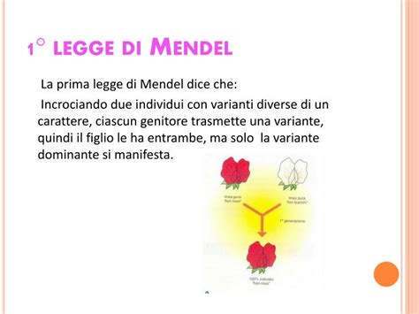 Ppt Le Leggi Di Mendel La Microcitemia Powerpoint Presentation Id