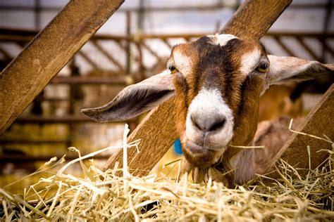 How To Raise Goats On Your Small Farm