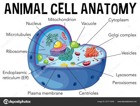 动物细胞解剖图示图 — 图库矢量图像© Brgfx 201714246