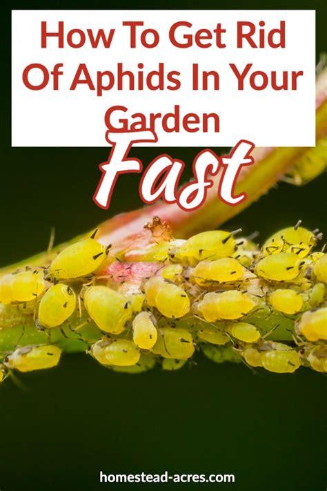 I show you how easy it is to tell which one is which. How To Get Rid Of Aphids In The Garden - Homestead Acres