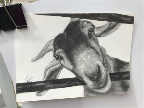 Original Drawing Goat 5 X 7 Pencil Drawing Etsy Pencil Drawings