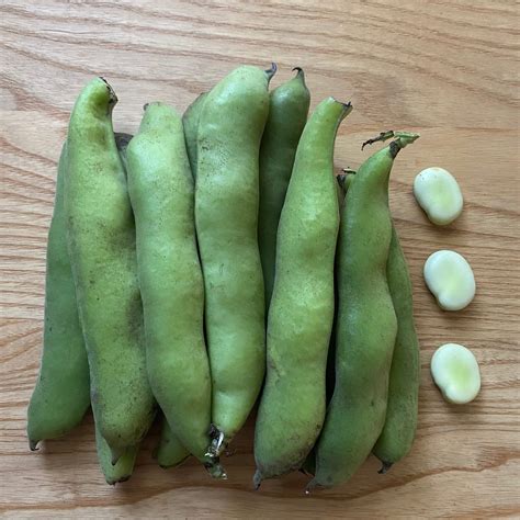 Fava Beans Alberta 1 Lb Bag