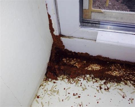 Cowleys Pest Services Pests We Treat Photo Album Termite Swarmers In Avenel