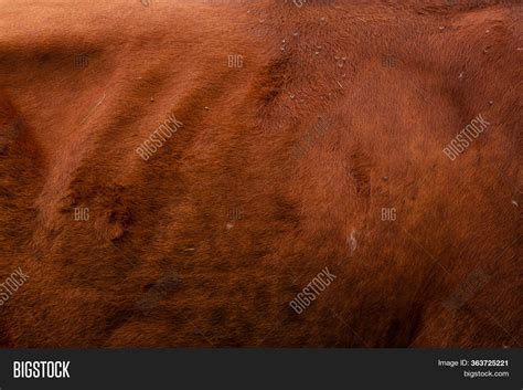 Close Cow Skin Brown Image And Photo Free Trial Bigstock