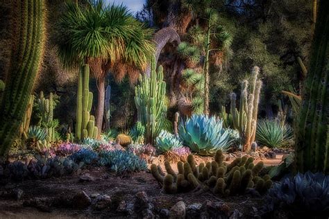 Arizona Cactus Garden On The Grounds Of Standford University Photograph
