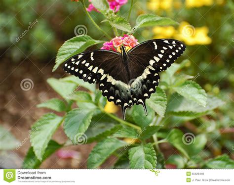 Mariposa Negra Del Este De Swallowtail Foto De Archivo Imagen De Alas