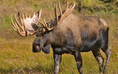 Alaskan Moose Facts Distribution Habitat Size Pictures