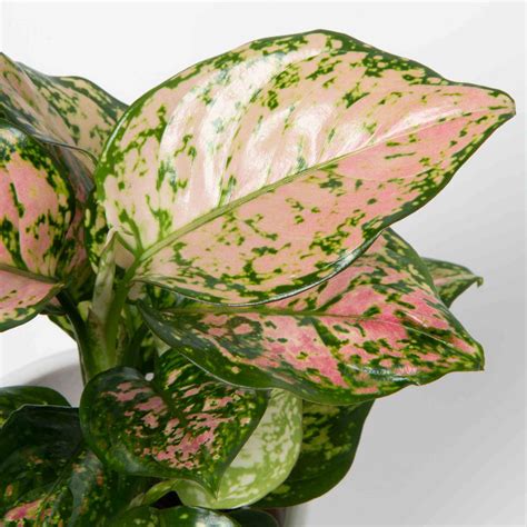 Aglaonema Lady Valentine Plant Matriarch Floral And Ts