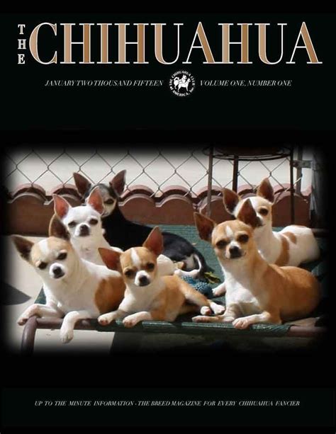 a new affordable breed magazinen for every chihuahua fancier lots of information
