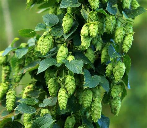 Hops Cultivation Becomes Extinct The Tribune India
