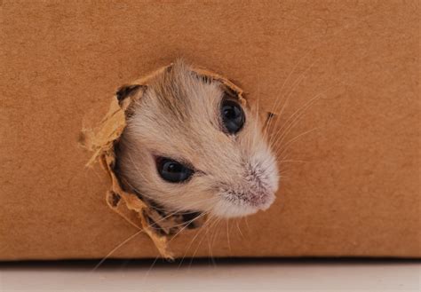 Do Cardboard Boxes Attract Rodents To My Attic Critter Control Dallas