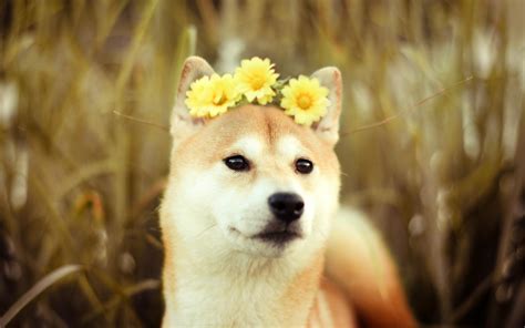 Doge Background ·① Download Free Cool Wallpapers For Desktop And Mobile