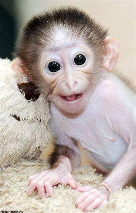 Pin By Laura Smith On Animals Cute Baby Monkey Monkey Pictures Cute