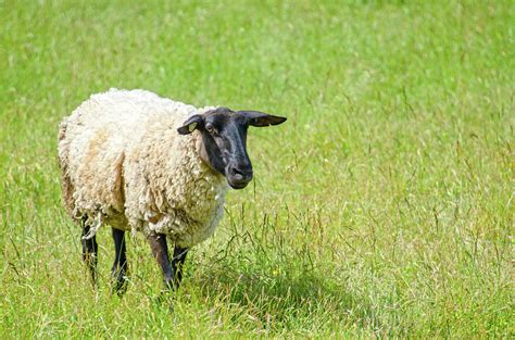 One Sheep In A Field Of Grass In Oregon Photograph By Susan Boehnlein