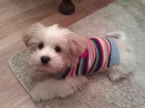 Weshi Westie Shih Tzu Mix Facts And Tips On This Mixed Breed