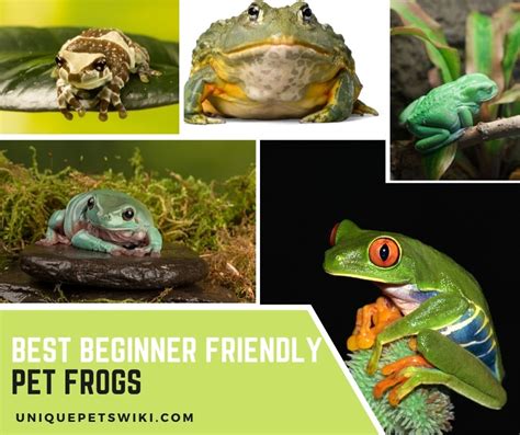 13 Best Beginner Friendly Pet Frogs Good For Even Children