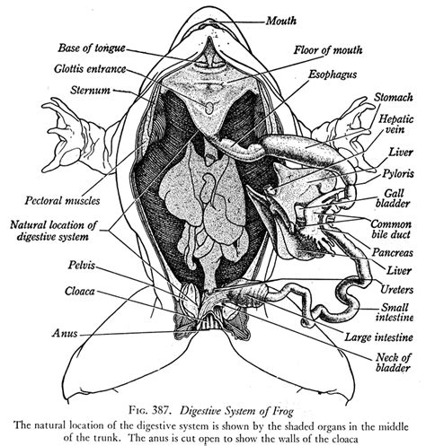 Digestive/ Respiratory - The American Bullfrog Resource