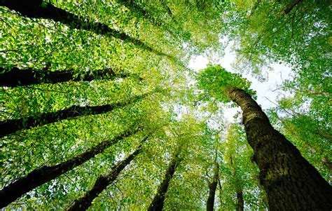 Natural environment the components of natural environment are air, water, soil, land, radiations, forests, wildlife, flora and fauna etc. Environmental Litigation | Environmental | See Practice Areas | Expertise & Industry | Fogler ...