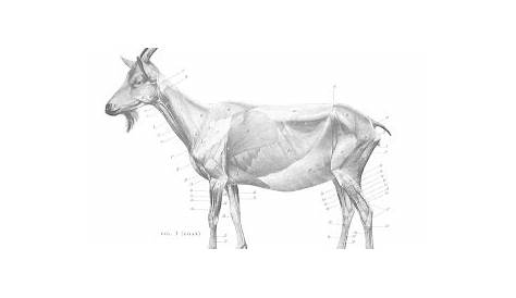 animation crew 2011: picz for goat anatomy